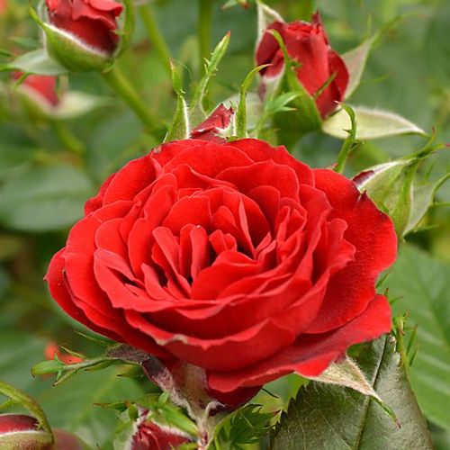 Rosa Roma™ - roșu - Trandafir copac cu trunchi înalt - cu flori mărunți - coroană compactă